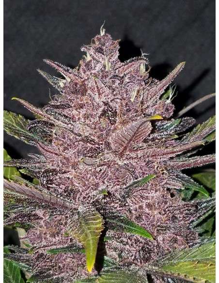 FASTBUDS - Blackberry Auto - 7