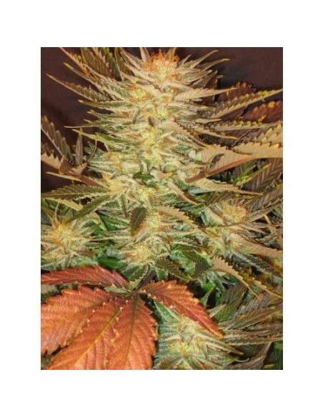 PARADISE SEEDS - Ice Cream - 2