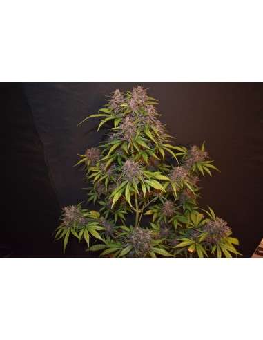 FASTBUDS - Blackberry Auto - 9