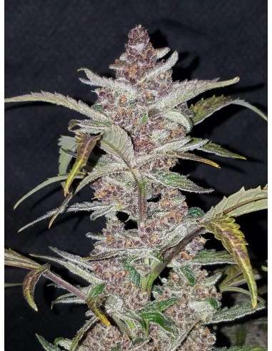 FASTBUDS - Blackberry Auto - 11