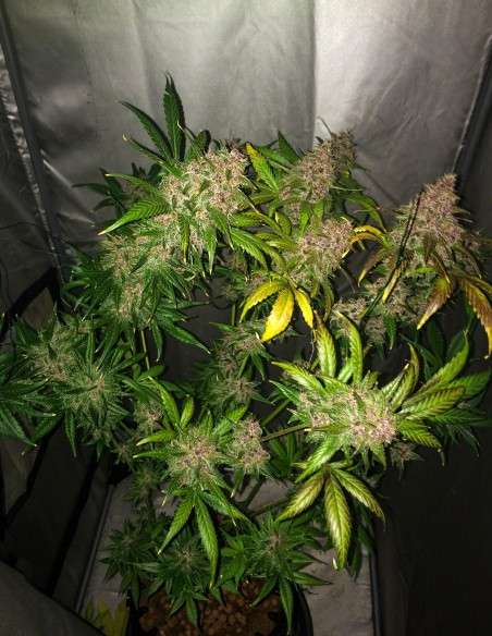 FASTBUDS - Blackberry Auto - 12