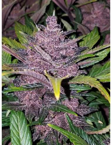 FASTBUDS - Blackberry Auto - 14