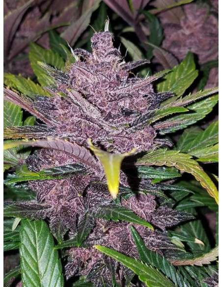 FASTBUDS - Blackberry Auto - 14