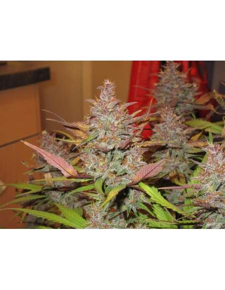 FASTBUDS - Blackberry Auto - 15