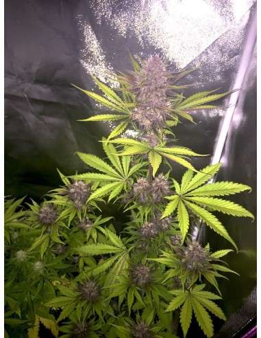 FASTBUDS - Blackberry Auto - 17