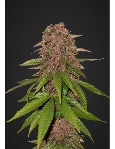 FASTBUDS - C4 Auto - 1