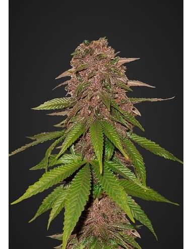 FASTBUDS - C4 Auto - 1