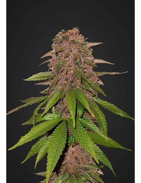 FASTBUDS - C4 Auto - 1