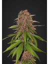 FASTBUDS - C4 Auto - 1