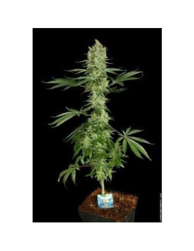 PARADISE SEEDS - Ice Cream - 3