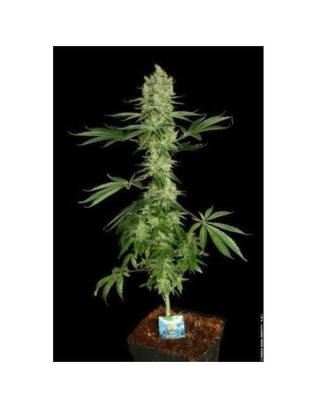 PARADISE SEEDS - Ice Cream - 3
