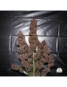 FASTBUDS - C4 Auto - 1 2