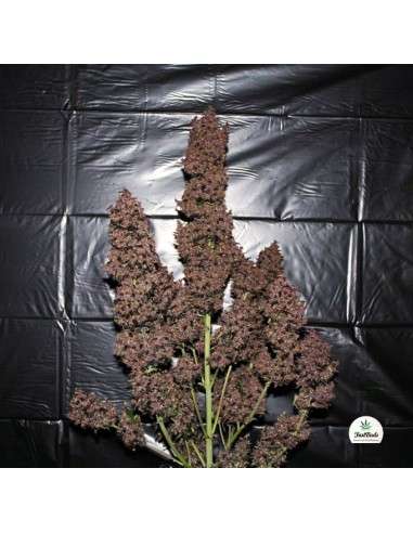 FASTBUDS - C4 Auto - 2