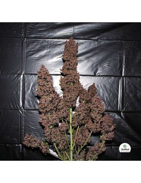 FASTBUDS - C4 Auto - 2