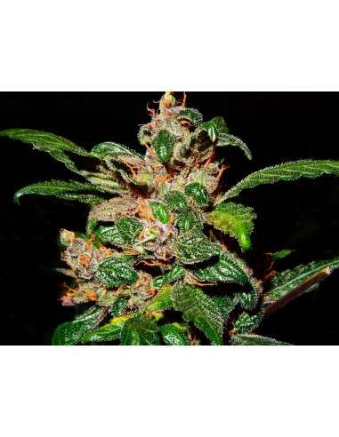 FASTBUDS - C4 Auto - 3