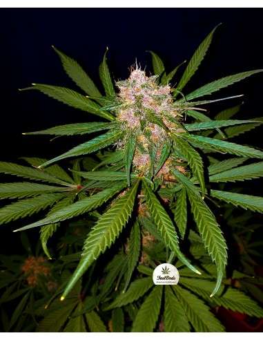 FASTBUDS - C4 Auto - 4
