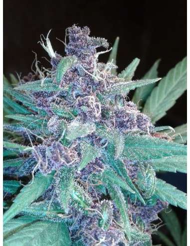 FASTBUDS - C4 Auto - 5