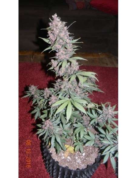 FASTBUDS - C4 Auto - 6