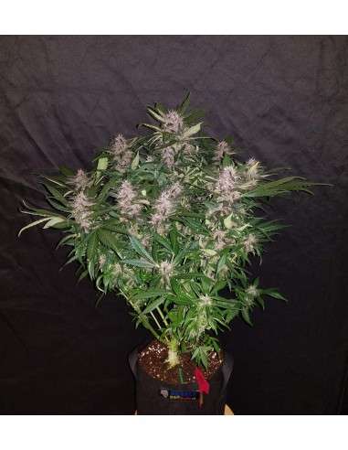 FASTBUDS - C4 Auto - 7