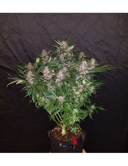 FASTBUDS - C4 Auto - 7