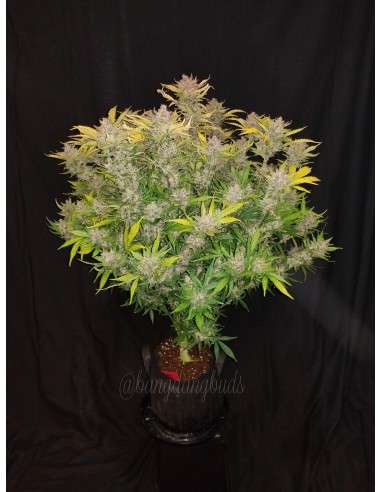 FASTBUDS - C4 Auto - 8