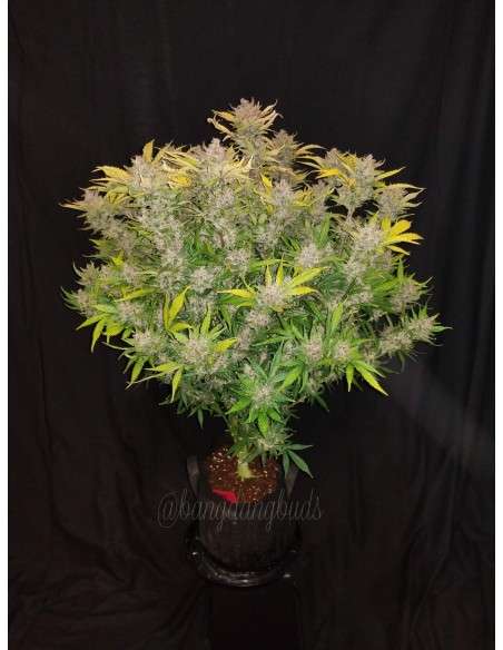 FASTBUDS - C4 Auto - 8