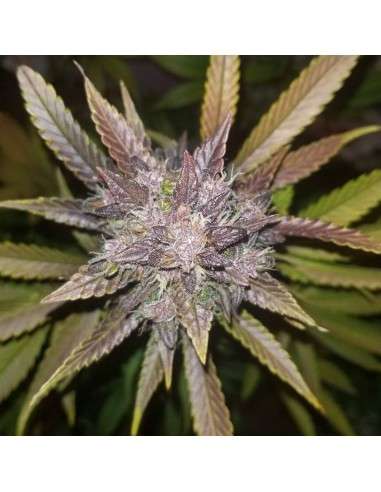 FASTBUDS - C4 Auto - 9