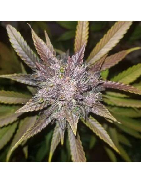 FASTBUDS - C4 Auto - 9