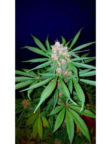 FASTBUDS - C4 Auto - 10