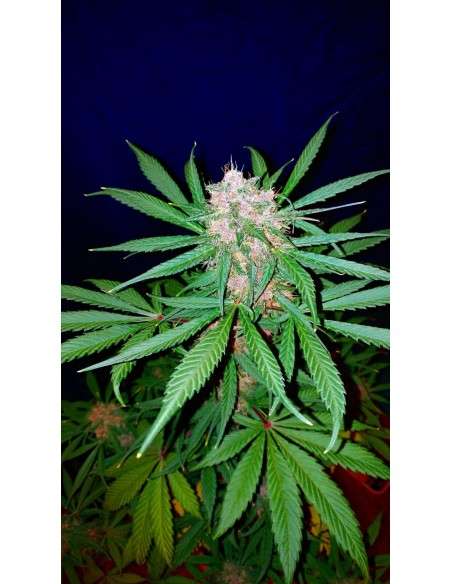 FASTBUDS - C4 Auto - 10
