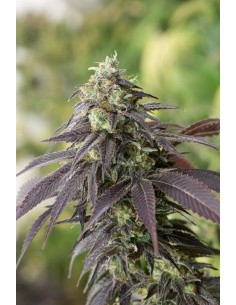 HUMBOLDT SEED - 707 HeadBand - 1