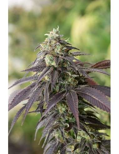 HUMBOLDT SEED - 707 HeadBand - 1