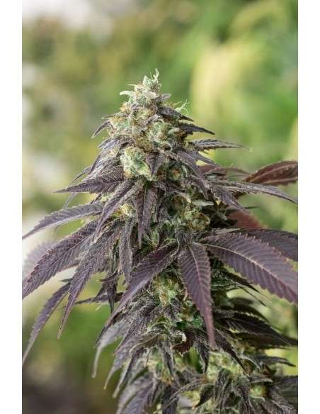 HUMBOLDT SEED - 707 HeadBand - 1