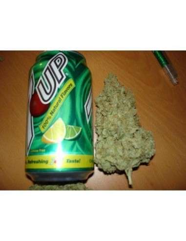 PARADISE SEEDS - Ice Cream - 4