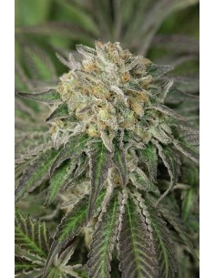 HUMBOLDT SEED - Amherst Sour Diesel - 1