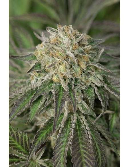 HUMBOLDT SEED - Amherst Sour Diesel - 1