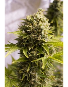 HUMBOLDT SEED - Bubba Cheese Auto - 1