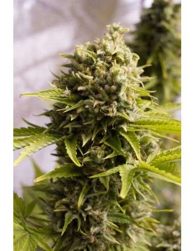 HUMBOLDT SEED - Bubba Cheese Auto - 1