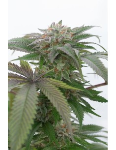 HUMBOLDT SEED - Bubba Kush 2.0 - 1