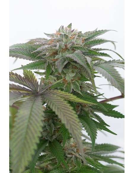HUMBOLDT SEED - Bubba Kush 2.0 - 1