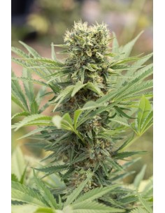 HUMBOLDT SEED - Dedoverde Haze - 1