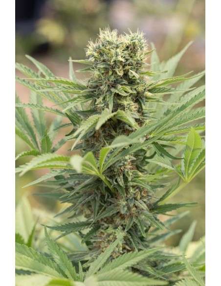 HUMBOLDT SEED - Dedoverde Haze - 1