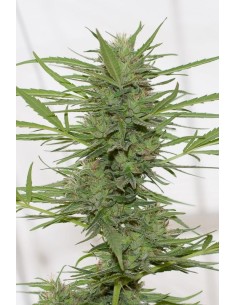 HUMBOLDT SEED - Dr Greenthumb's Dedoverde Haze Autoflowering - 1