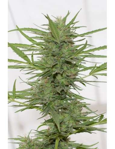 HUMBOLDT SEED - Dr Greenthumb's Dedoverde Haze Autoflowering - 1