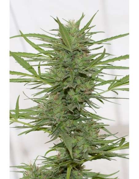 HUMBOLDT SEED - Dr Greenthumb's Dedoverde Haze Autoflowering - 1
