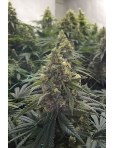 HUMBOLDT SEED - Desert Diesel - 1