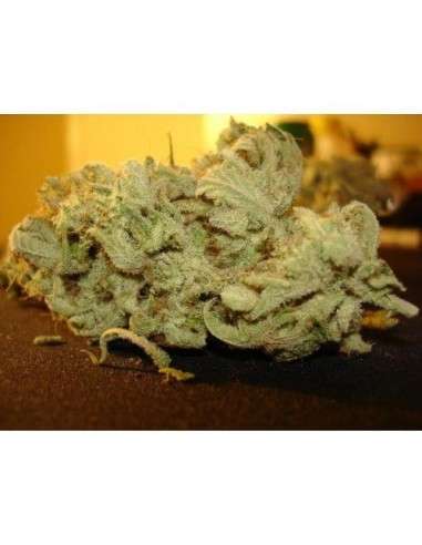 PARADISE SEEDS - Ice Cream - 5