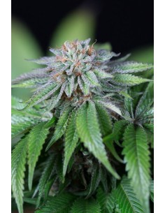 HUMBOLDT SEED - EWE-2 - 1