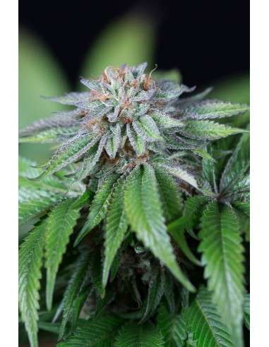 HUMBOLDT SEED - EWE-2 - 1
