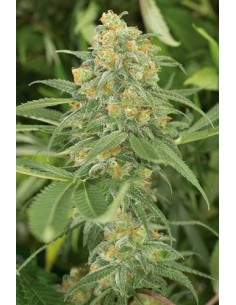 HUMBOLDT SEED - Green Crack - 1